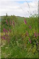 NY6137 : Foxgloves on Village Green by Charles Rispin