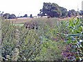 Cuddington footpath 7 beside maize field