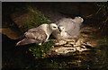 HY2628 : Fulmar and chick by John Comloquoy