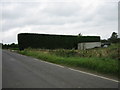 Conifer Hedge at Bellville.