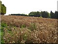 A fine crop of thistles