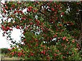 Haws in Throwley churchyard