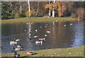 Pond in the University Parks