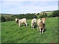 Inquisitive bullocks at Crailinghall Farm