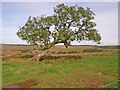 Tree near Askerton Castle