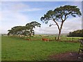 Pine trees near Craigsyke Ford