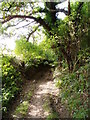 Bridleway on Bryn Golau