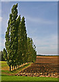 Row of Poplar Trees