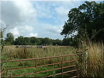 SO6495 : Farmland near Muckley by David Medcalf