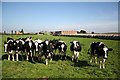 Inquisitive cows