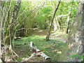 Woodland Near Nutbourne Cottages