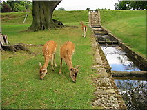NZ2334 : Deer near water feature at Whitworth Hall Co Durham by P Glenwright