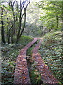 Walkway at Andrews Wood Nature Reserve