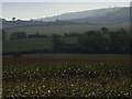 Downland view, Inkpen