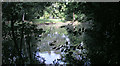 Pond near Alfold Farm