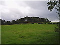 Field near Tyddyn Angharad