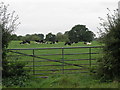 SJ8013 : Big Gate Small Cows by Michael Patterson