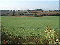 Mixed farmland west of High Moorsley