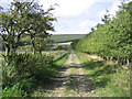 The track that leads to Alton Pond