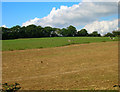 Field of Stubble near Woods Hill