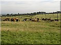 Cattle waiting in a field, taken from Lindley Moor Road, Quarmby