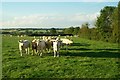 Cattle, Oldborough Farm