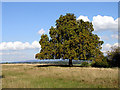 Horsechestnut Tree at Whitcliff Park