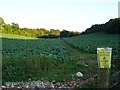 Bridleway through the cabbages