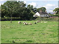 The boys grazing at Street Dinas