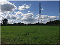 Cattle grazing below the National Grid at Plas Yoly