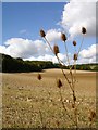 Fields near Row Wood