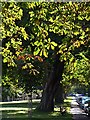 Horsechestnut trees lining Westbury Park