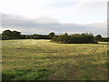 Silage stubble at Trench Farm