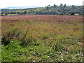 Field of potatoes in the Monnow valley