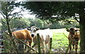 Bovine Curiosity at Moelfre Mawr