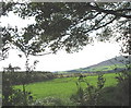 The North Western Tip of the Glasfryn Forest