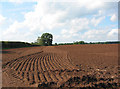 Corduroy field