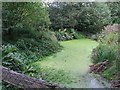 Pond at southern end of Weyhurst Copse