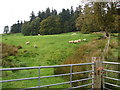 Pasture at Clochfaen