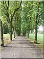 Avenue of trees