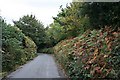 Autumnal Roadside