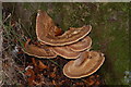 Many-zoned polypore