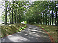 The tree lined driveway to Towerburn