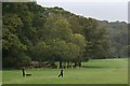 Police Dog Training at Newnham Park