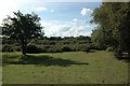 Heathland, Upper Pennington Common