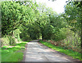 Tree-lined lane near The Hollies