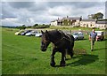 The Working Dales Pony Centre, Clarks Hill Farm