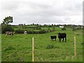 Cows at Corkill