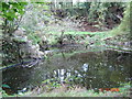 Disused quarry in Tollohill Wood.