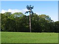 Mobile phone mast near Walton Wood